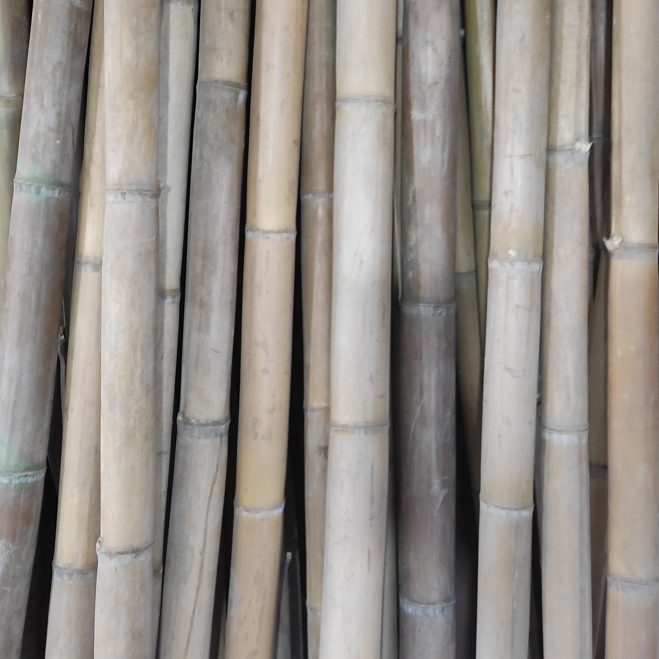 بامبو خشک قطر  6