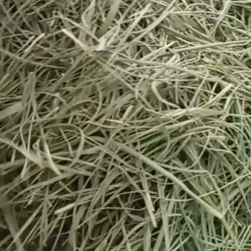 تره تازه چیده شده، در محیطی تمیز وسایه خشک شده 100 گرم 45000