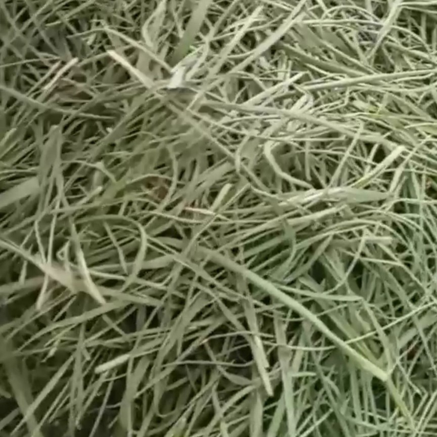 تره تازه چیده شده، در محیطی تمیز وسایه خشک شده 100 گرم 45000