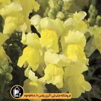 بذر گل میمون Montego سینجنتا