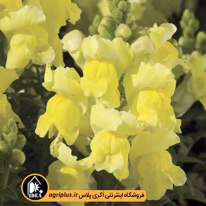 بذر گل میمون Montego سینجنتا