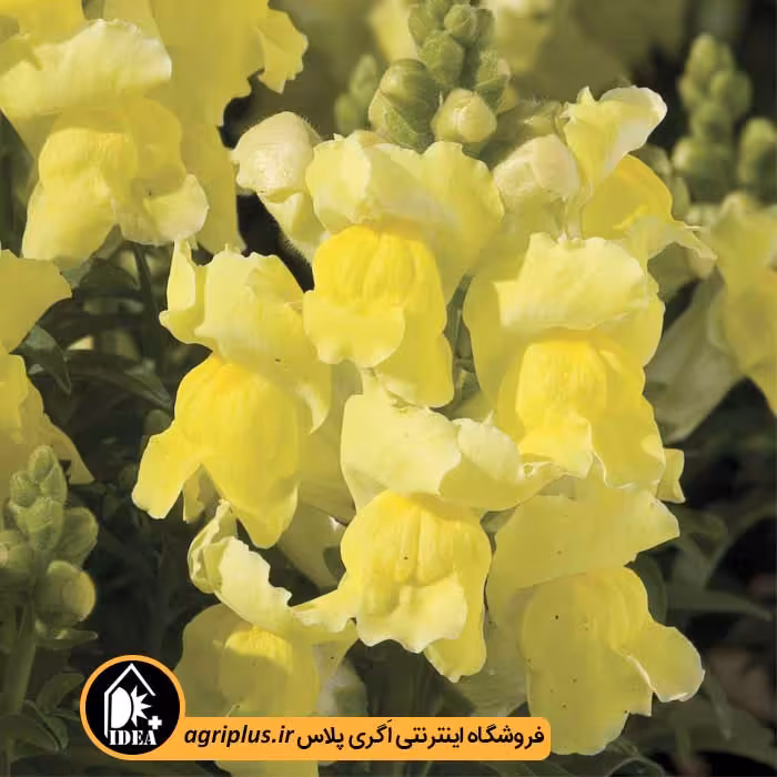 بذر گل میمون Montego سینجنتا