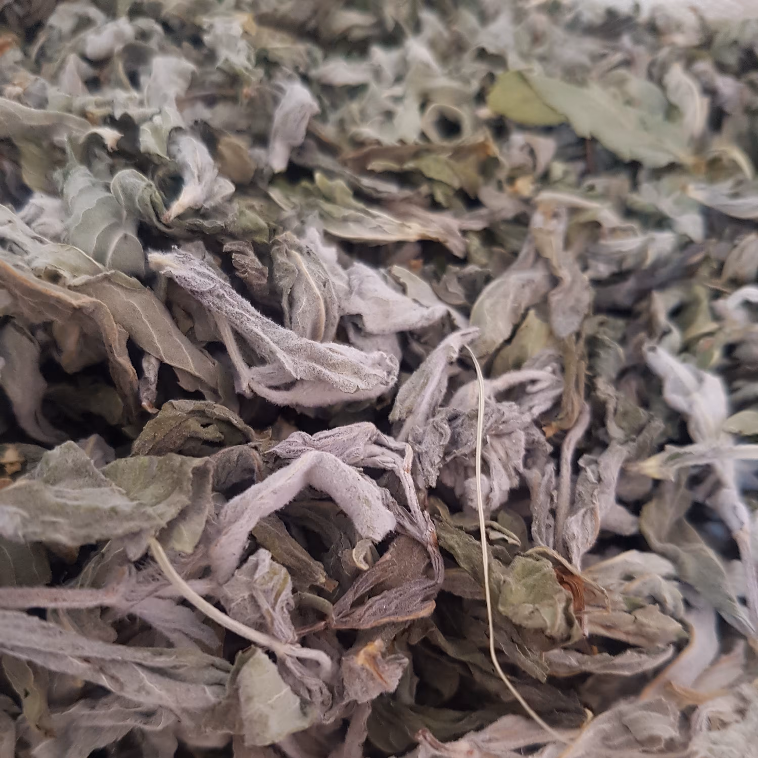 پونه کوهی در اندازه 100 گرمی