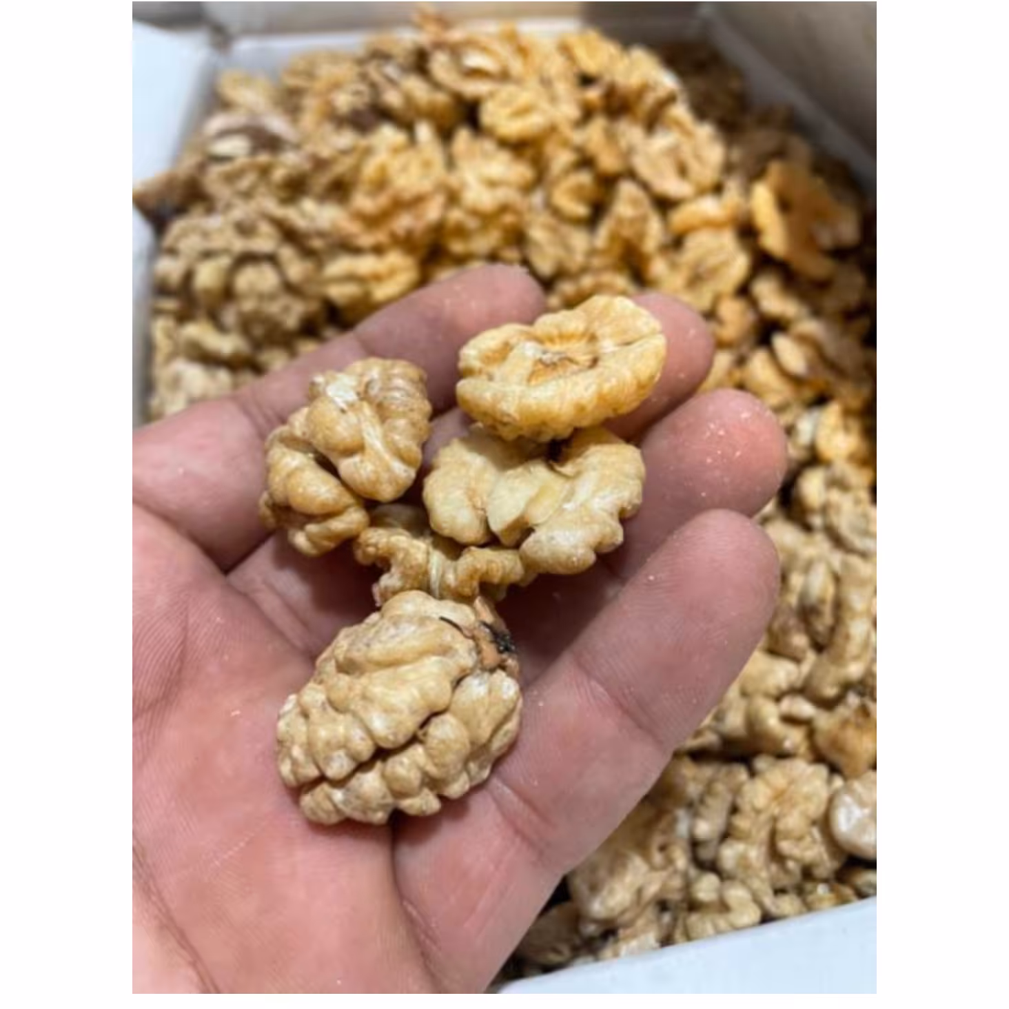 مغز گردو درجه یک( 500گرم )