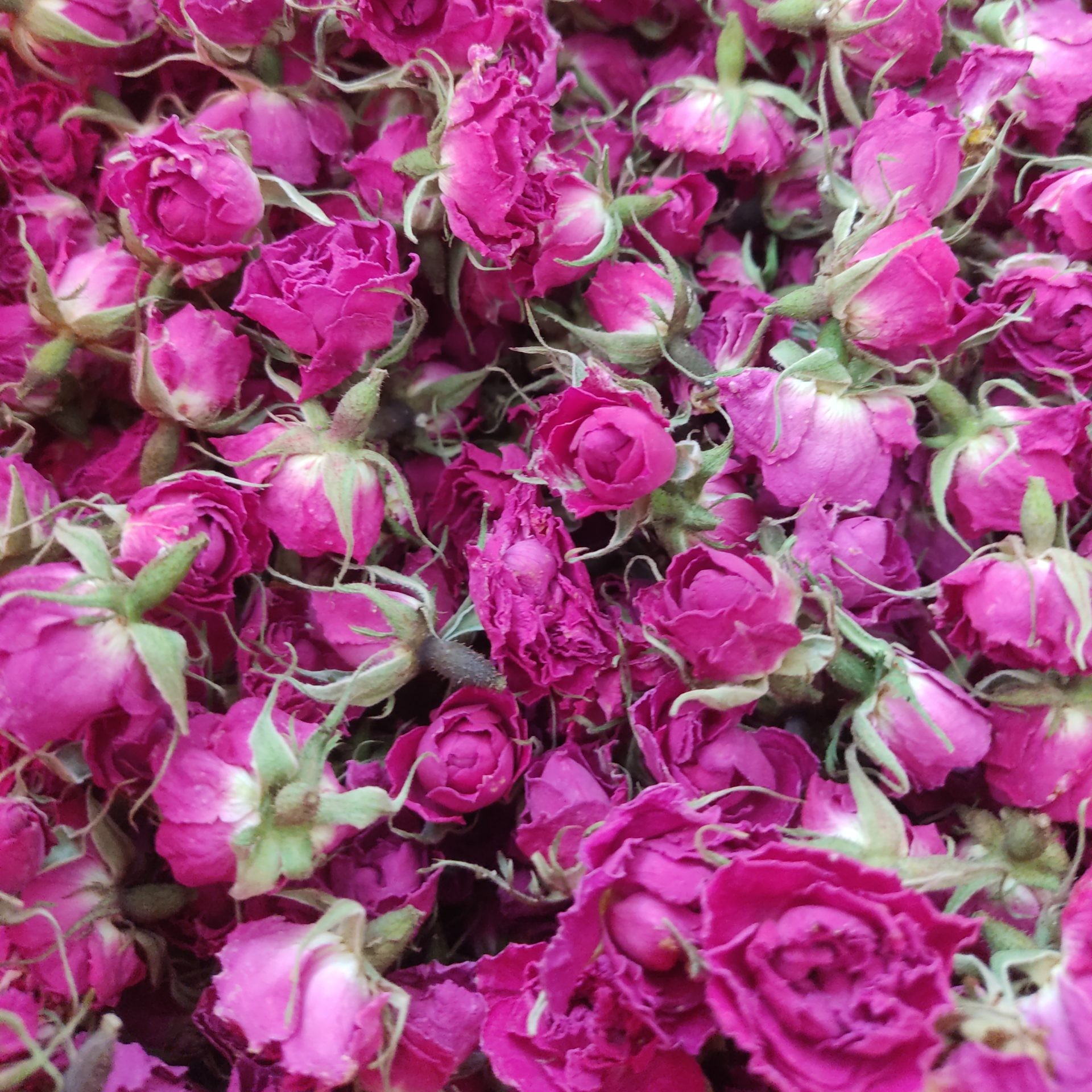 گل محمدی خشک