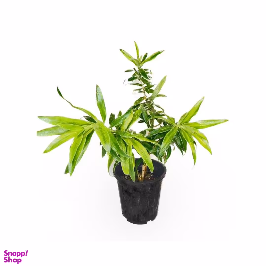 گلدان طبیعی بامبو خاکی