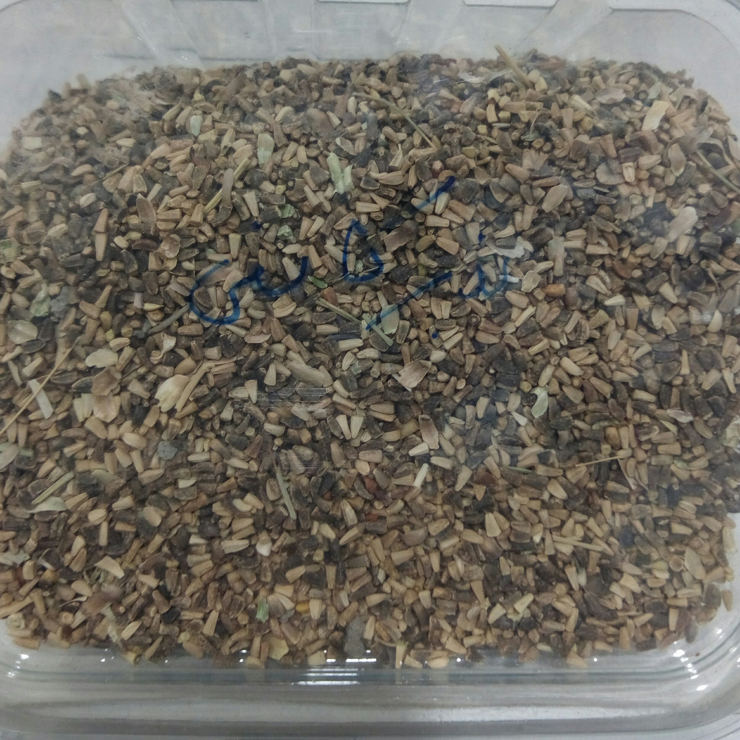 بذر کاسنی