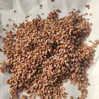 کنجد قهوه ای شسته شده 3 کیسه 40 کیلویی (120 کیلو)