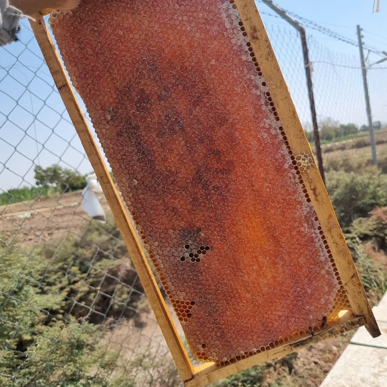 عسل نعنا 1 کیلویی