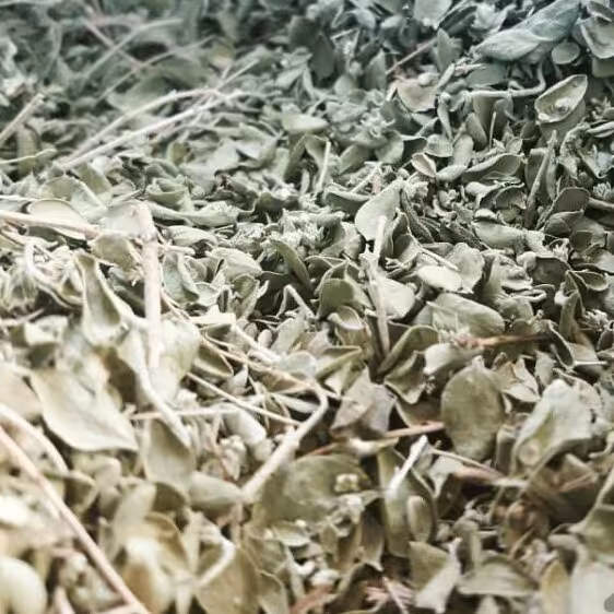 آویشن برگ پهن شیرازی