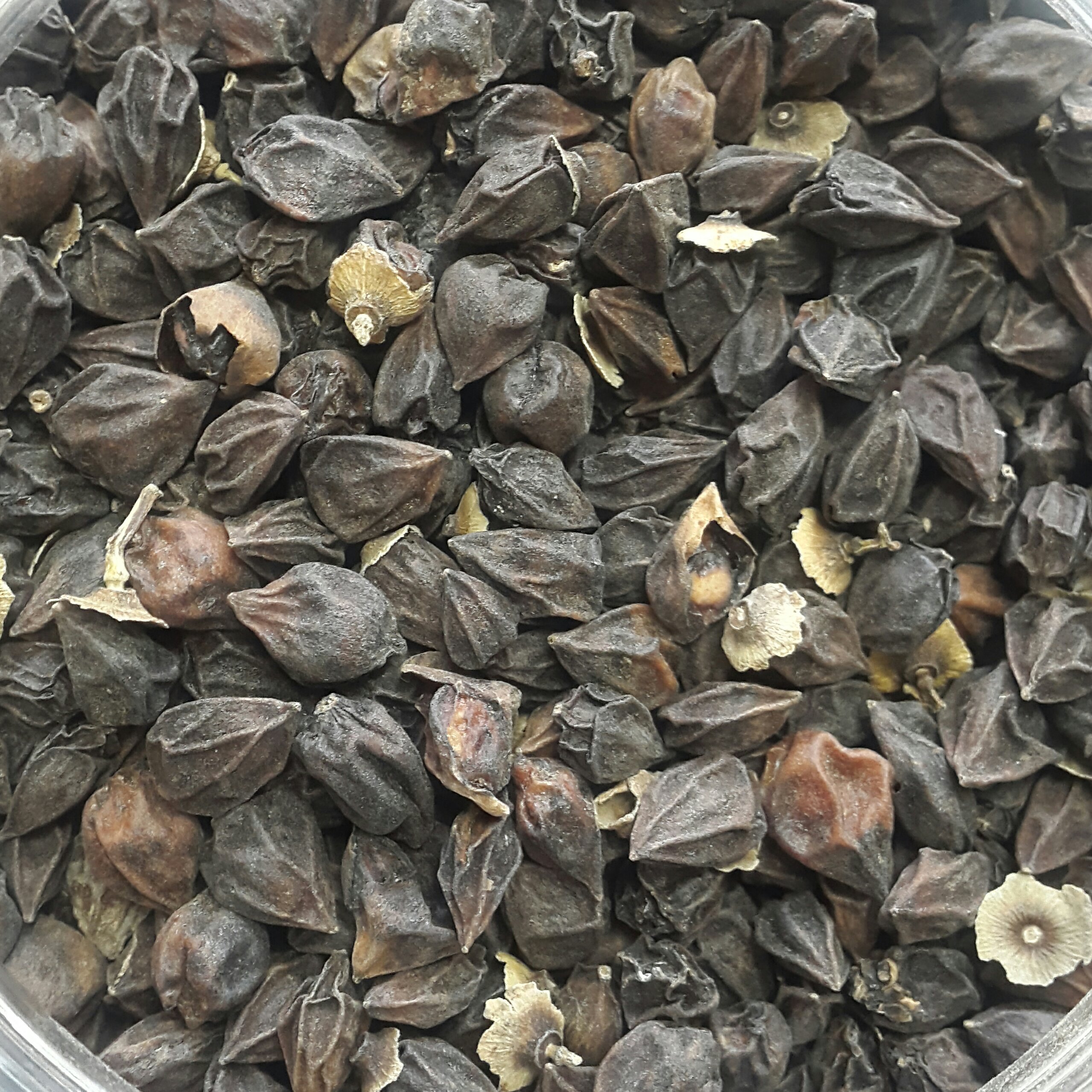 سه پستان ( 150 گرم ) سپستان سایز ریز