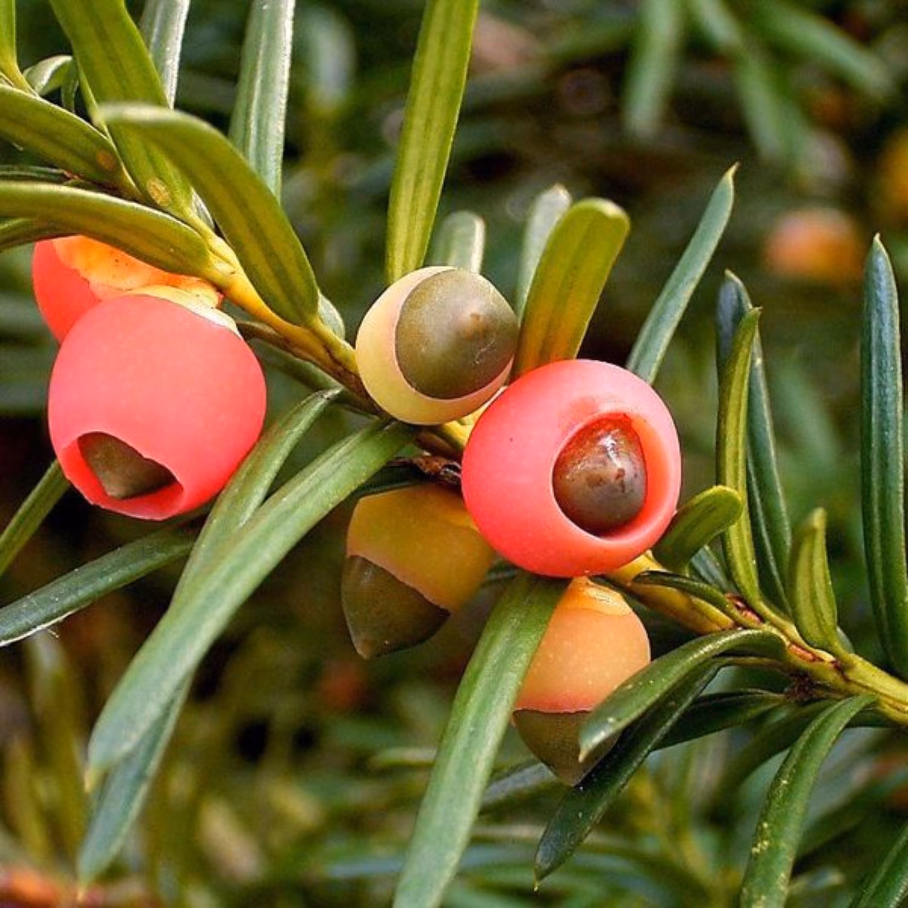 بذر سرخدار  5 عددی
