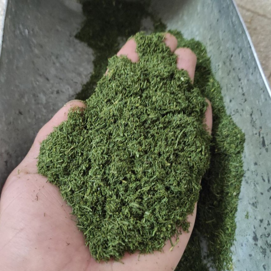 شوید خشک اعلا با طمع وعطری عالی از مزارع 