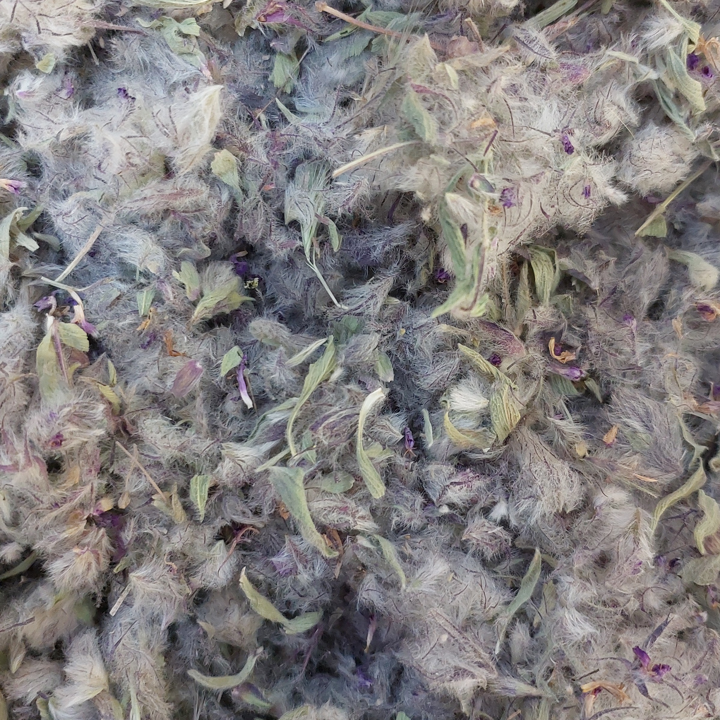 چای کوهی