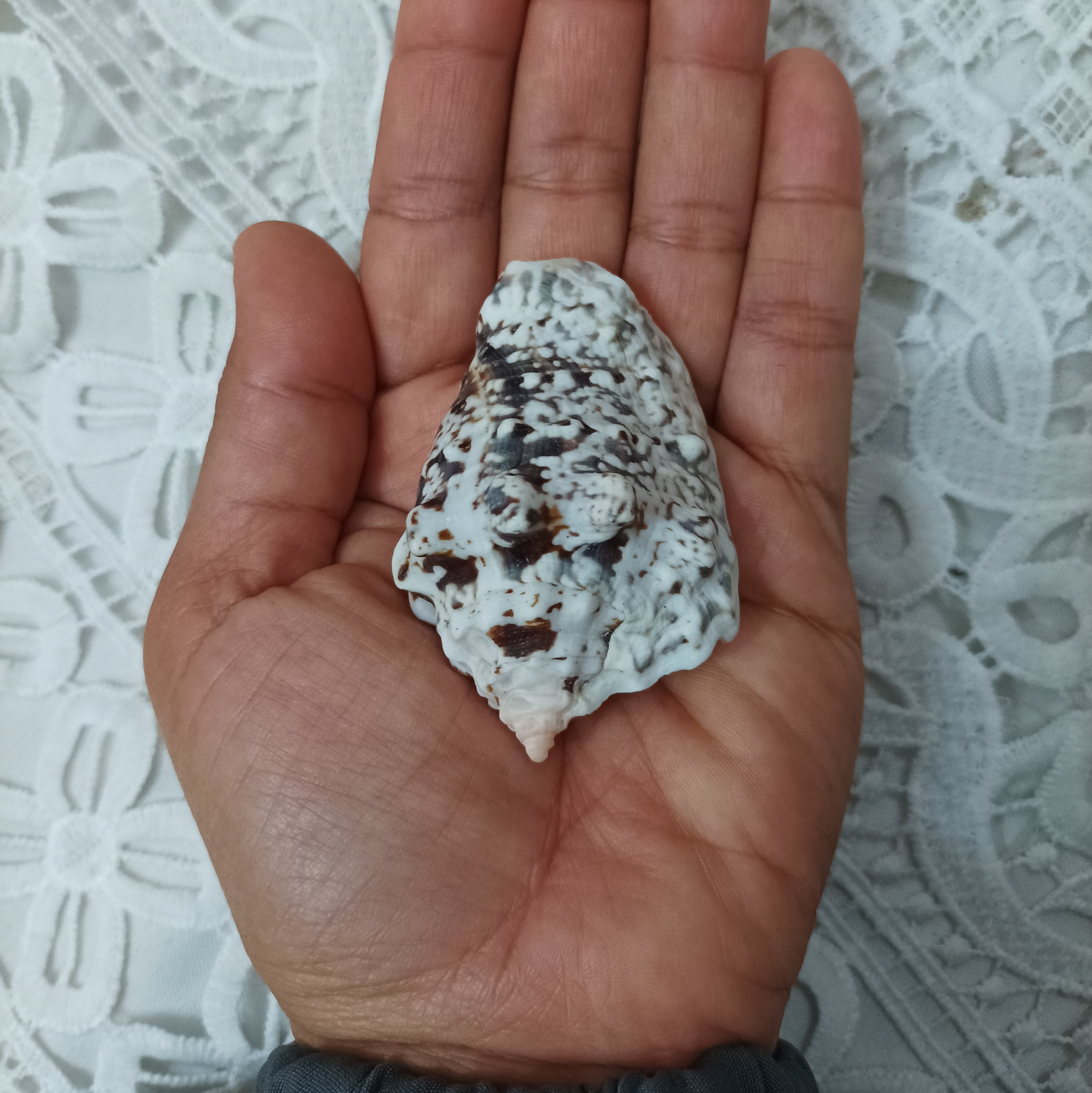 حلزون زیبای برفی ، وارداتی مناسب عکاسی و دکوری