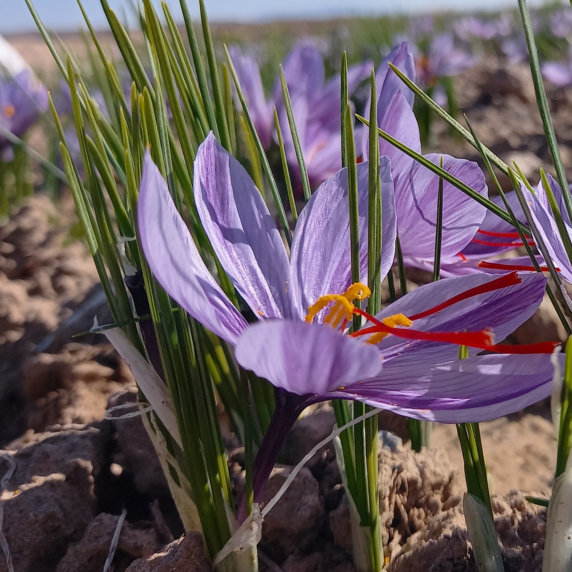 سفیده زعفران بسته(10 گرمی)