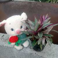 زیپلین گهواره موسی با ارسال رایگان