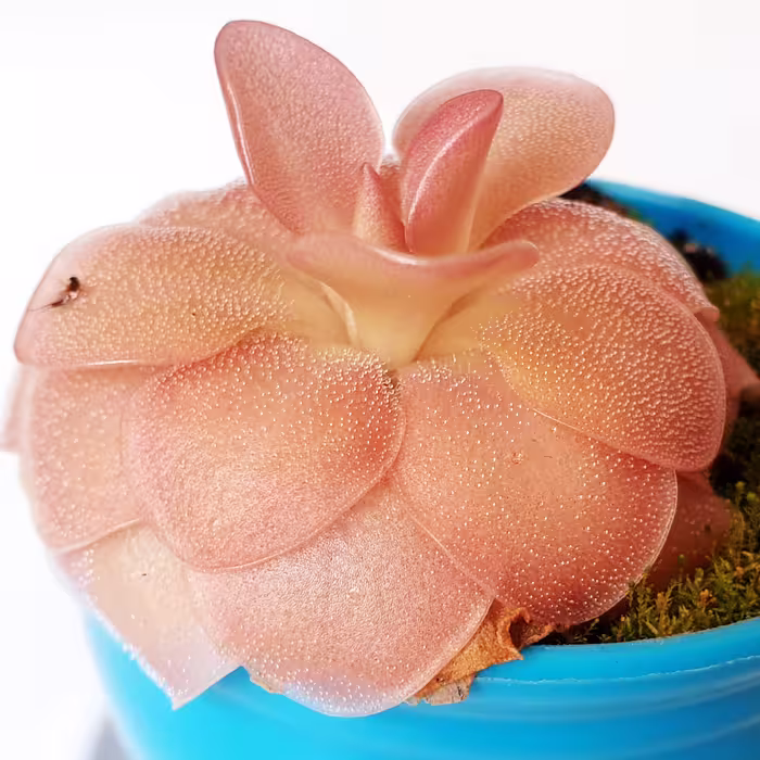 بذر تازه گیاه حشره خوار پینگویکولا(برگ چسبی)(pinguicula)