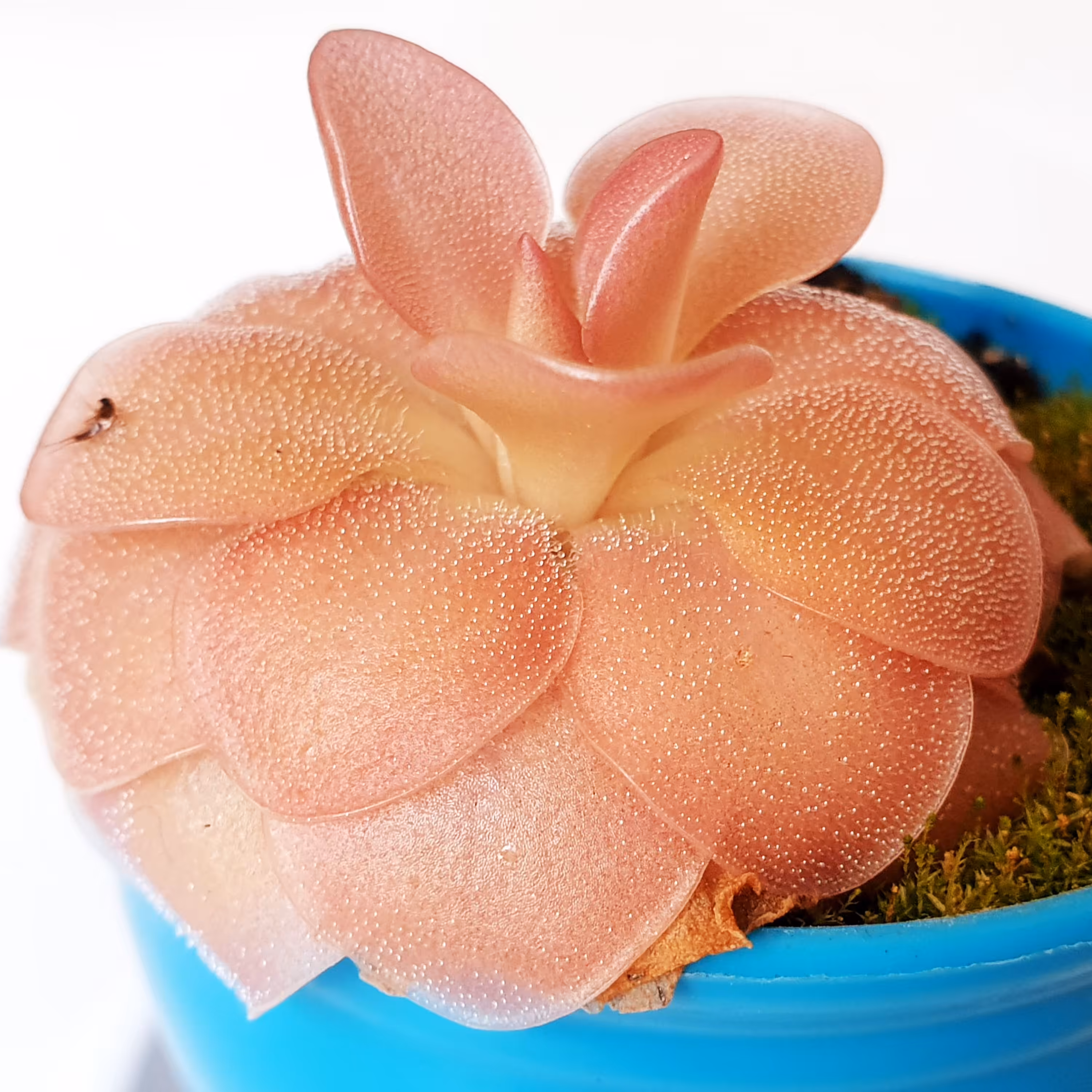 بذر تازه گیاه حشره خوار پینگویکولا(برگ چسبی)(pinguicula)