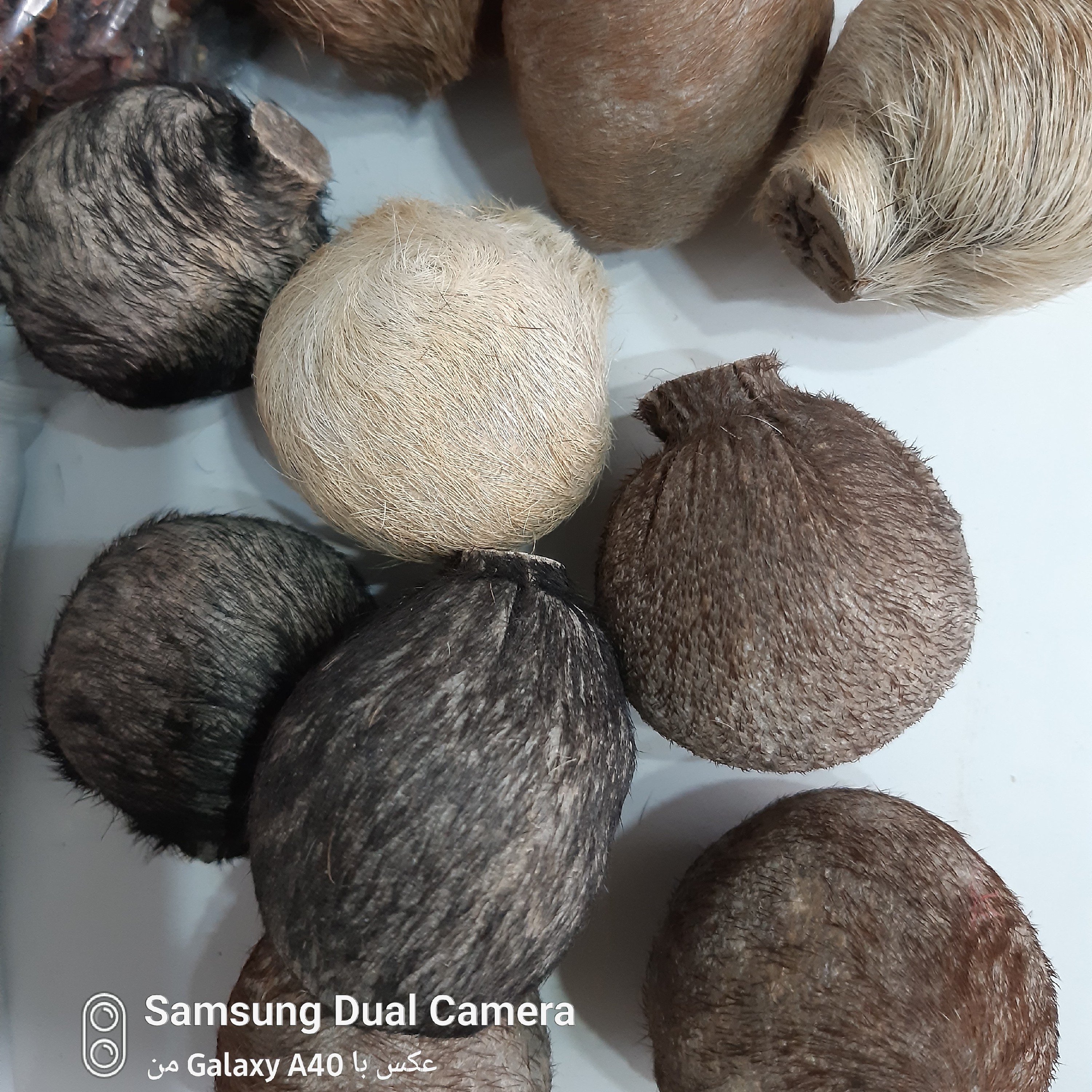 مشک آهو (10عددی)