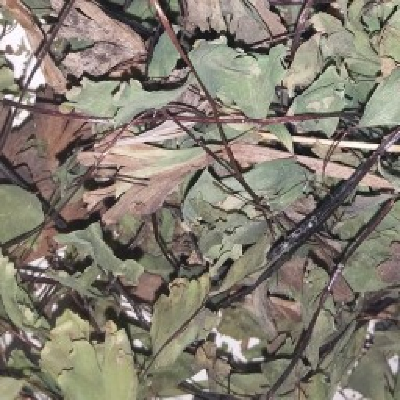 پرسیاوشان 50 گرم