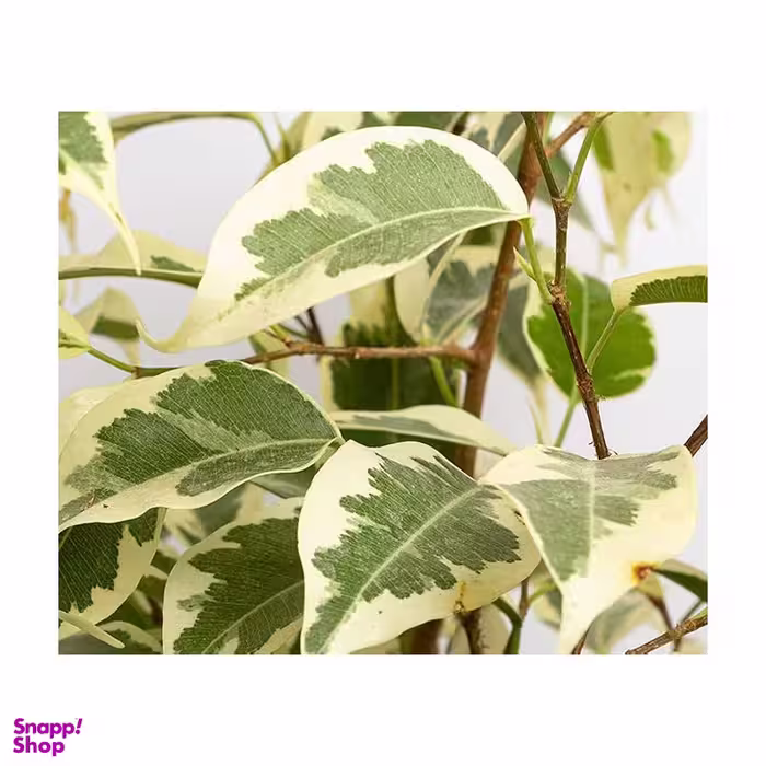 گلدان طبیعی بنجامین ابلق سایز کوچک