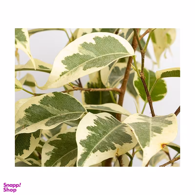 گلدان طبیعی بنجامین ابلق سایز کوچک