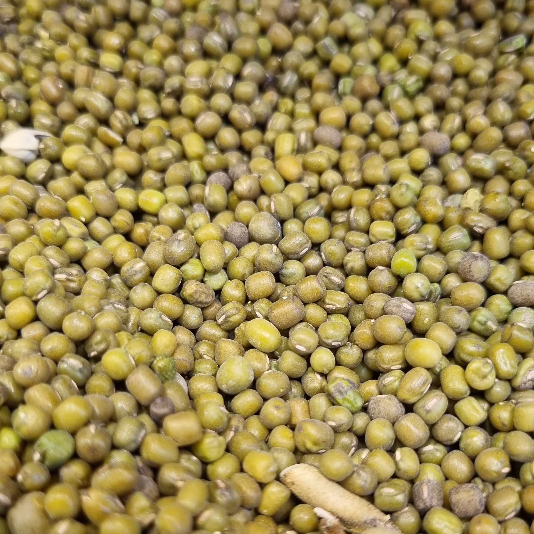 ماش یک کیلویی