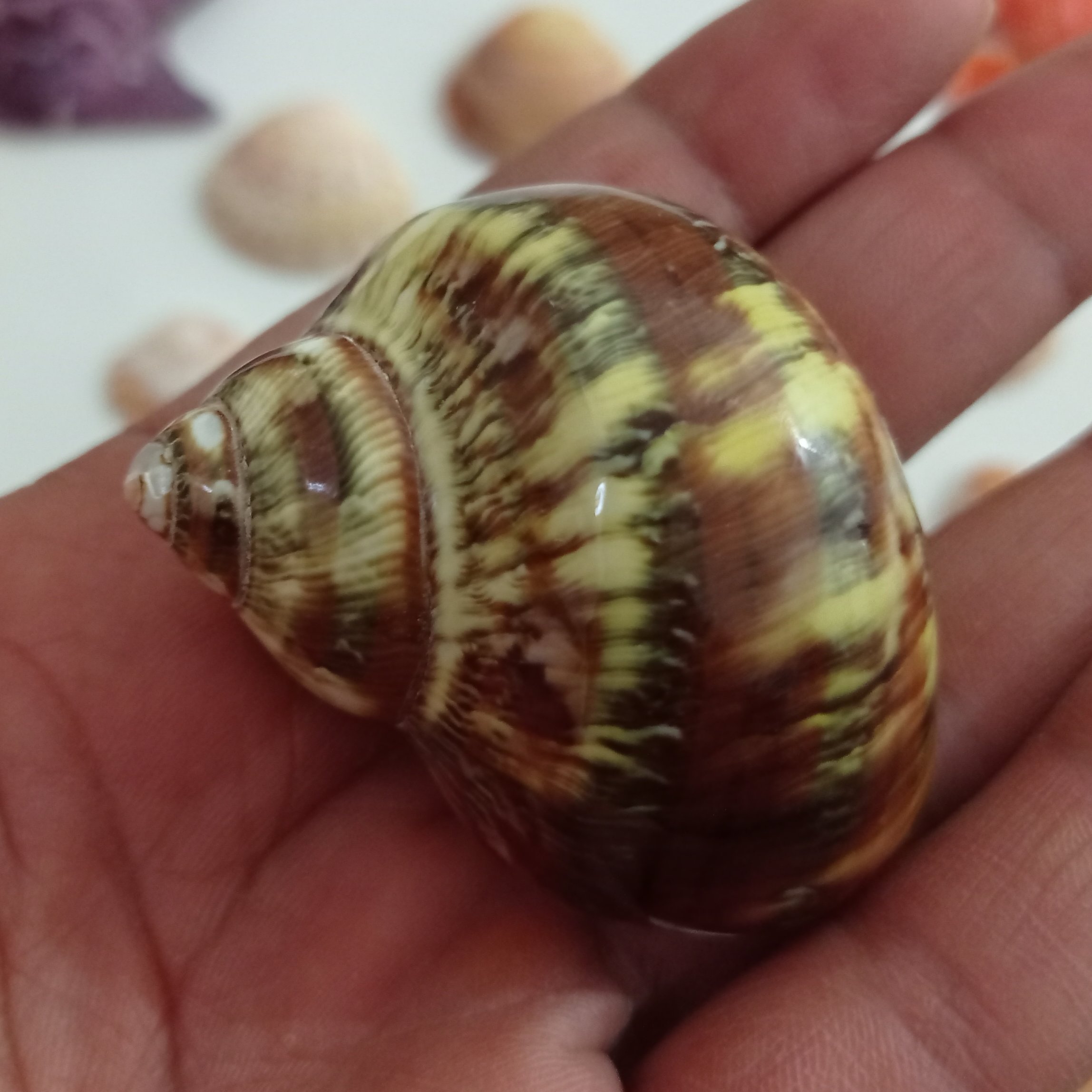 صدف حلزونی دریایی با رنگ طبیعی و بسیار خاص 5 سانتی