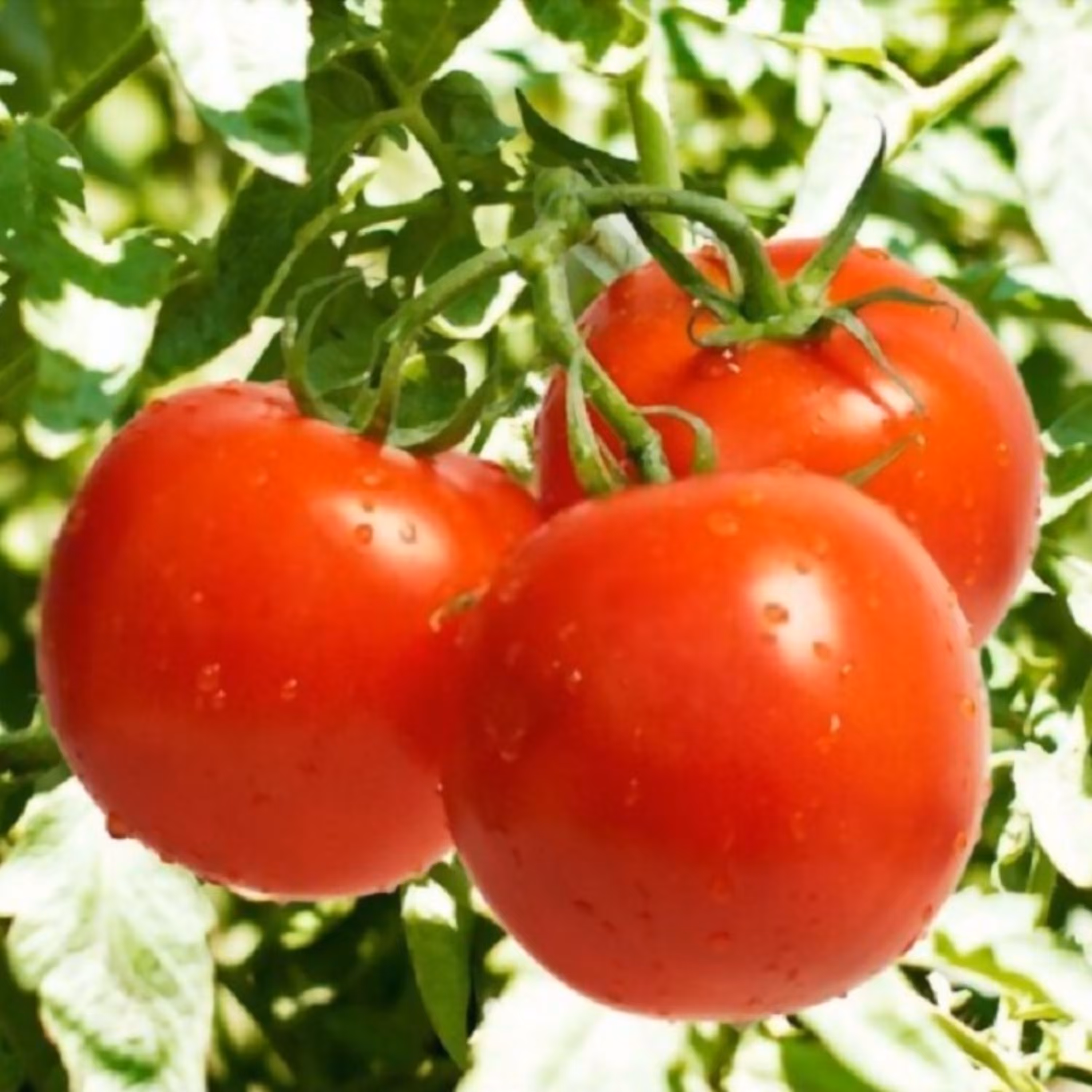 بذر گوجه فرنگی قرمز بوته ای