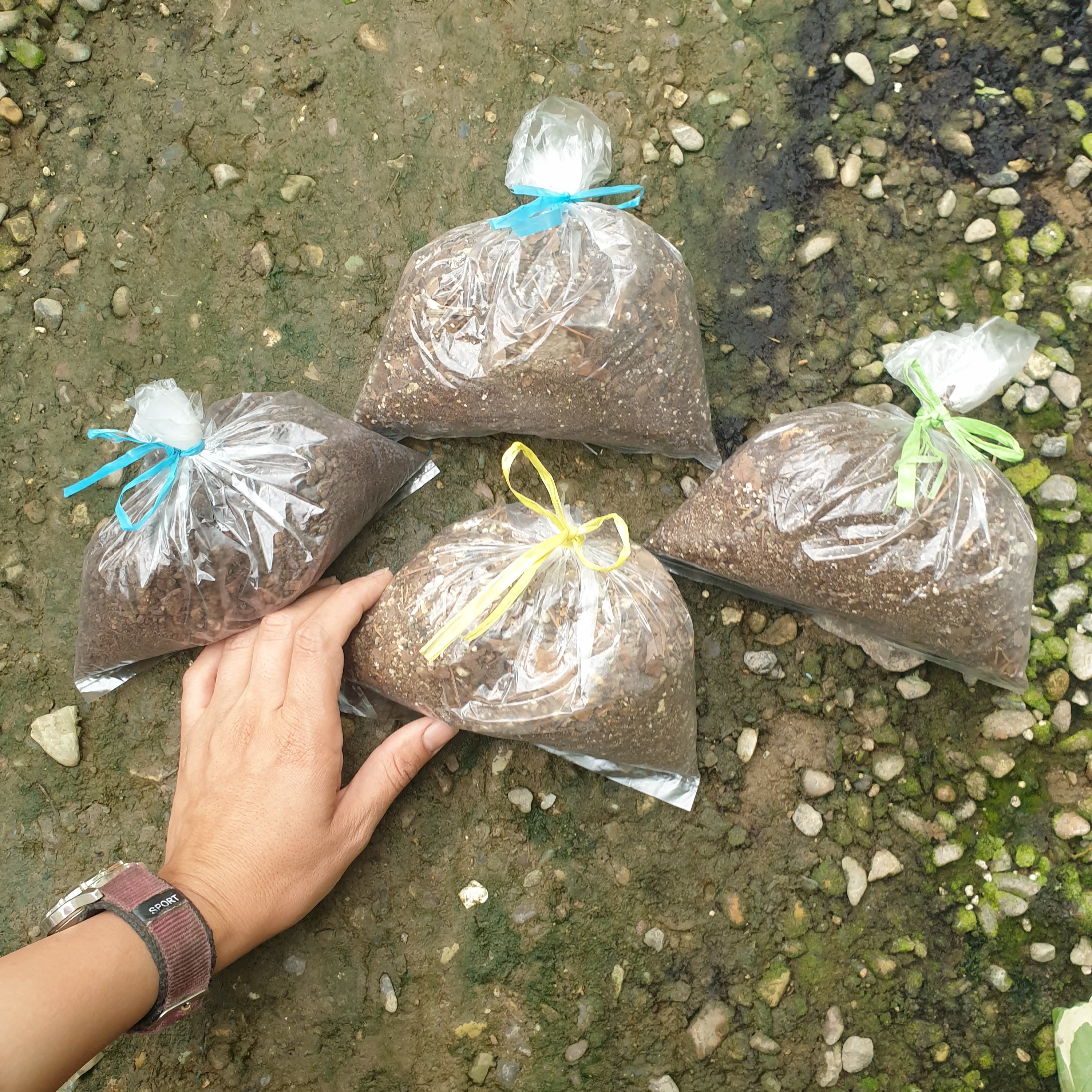 پک خاک آپارتمانی و کاکتوس و زاموفیلیا  (با حداقل 400 تومن خرید از غرفه ارسال قطعی میشه)(هزینه پسکرایه)