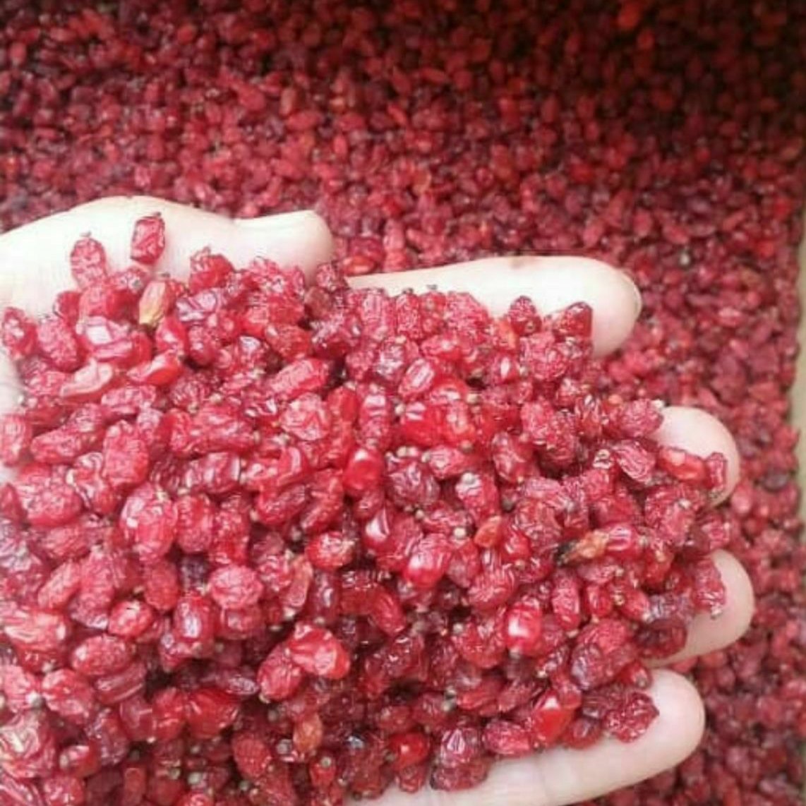 زرشک پفکی درجه 1