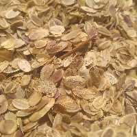 انغوزه بذرآنغوزه 