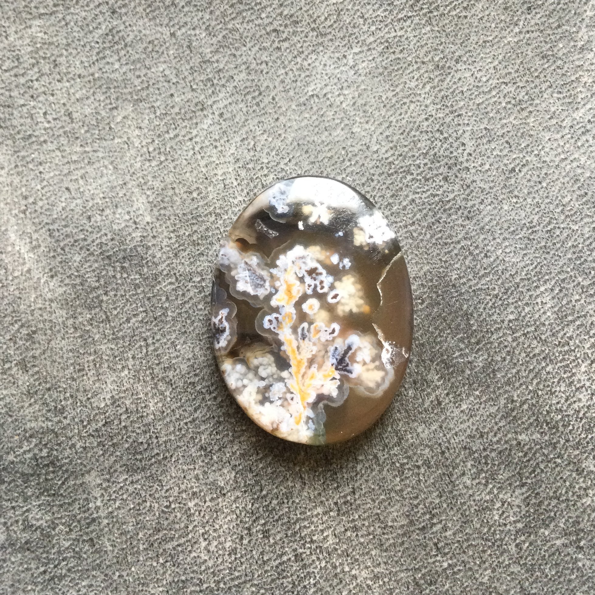 شجر فردوس درجه یک خرمایی