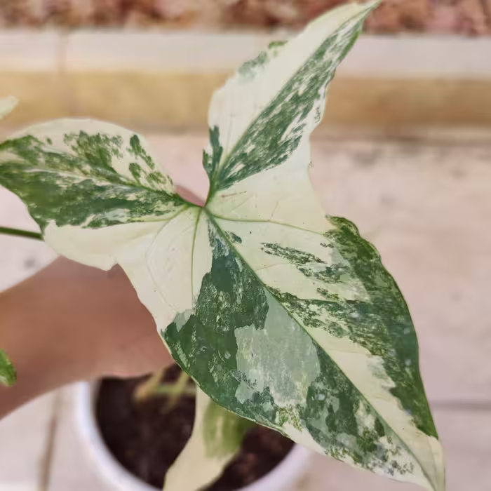 گل سینگونیوم ابلق با گلدون سرامیکی (پس کرایه)