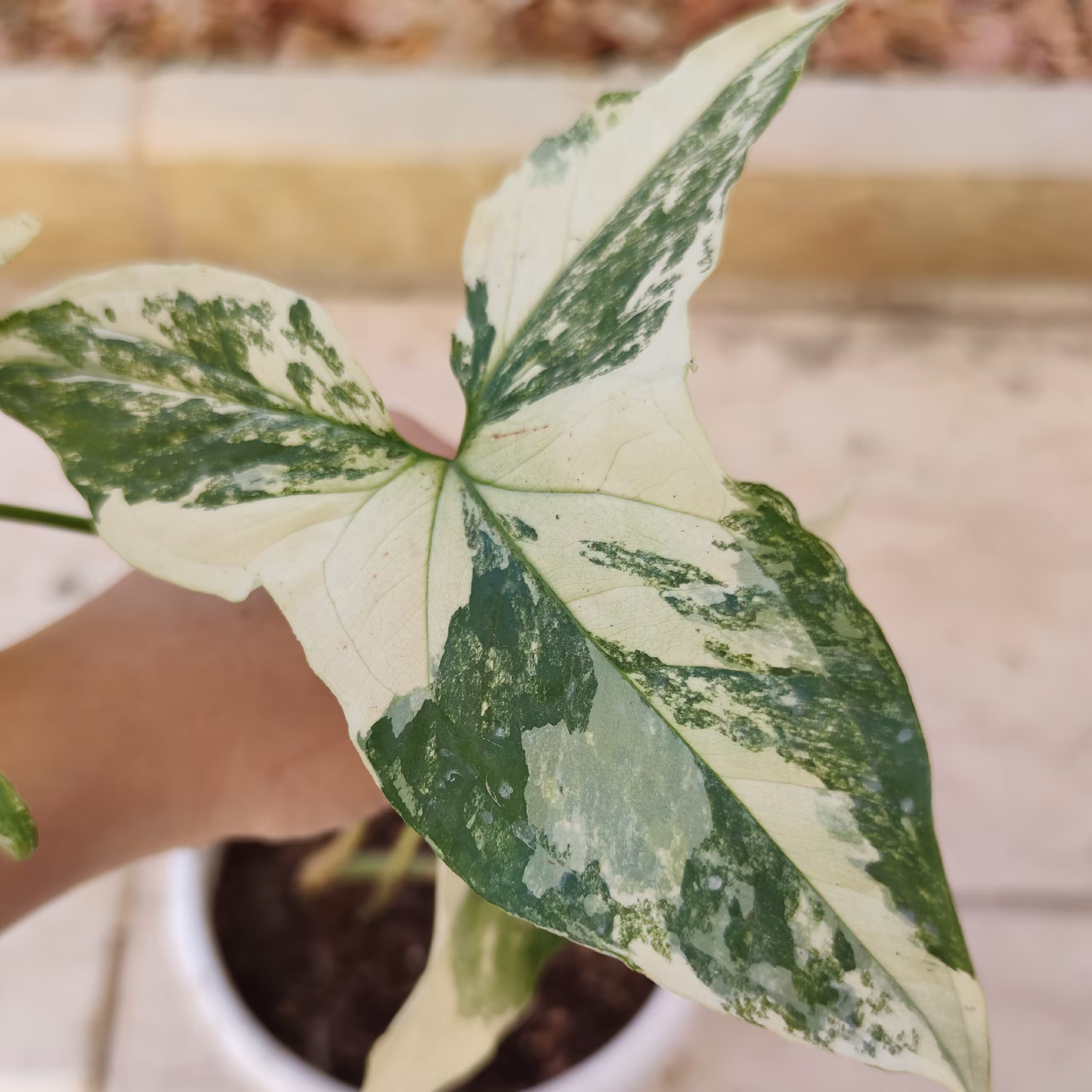 گل سینگونیوم ابلق با گلدون سرامیکی (پس کرایه)