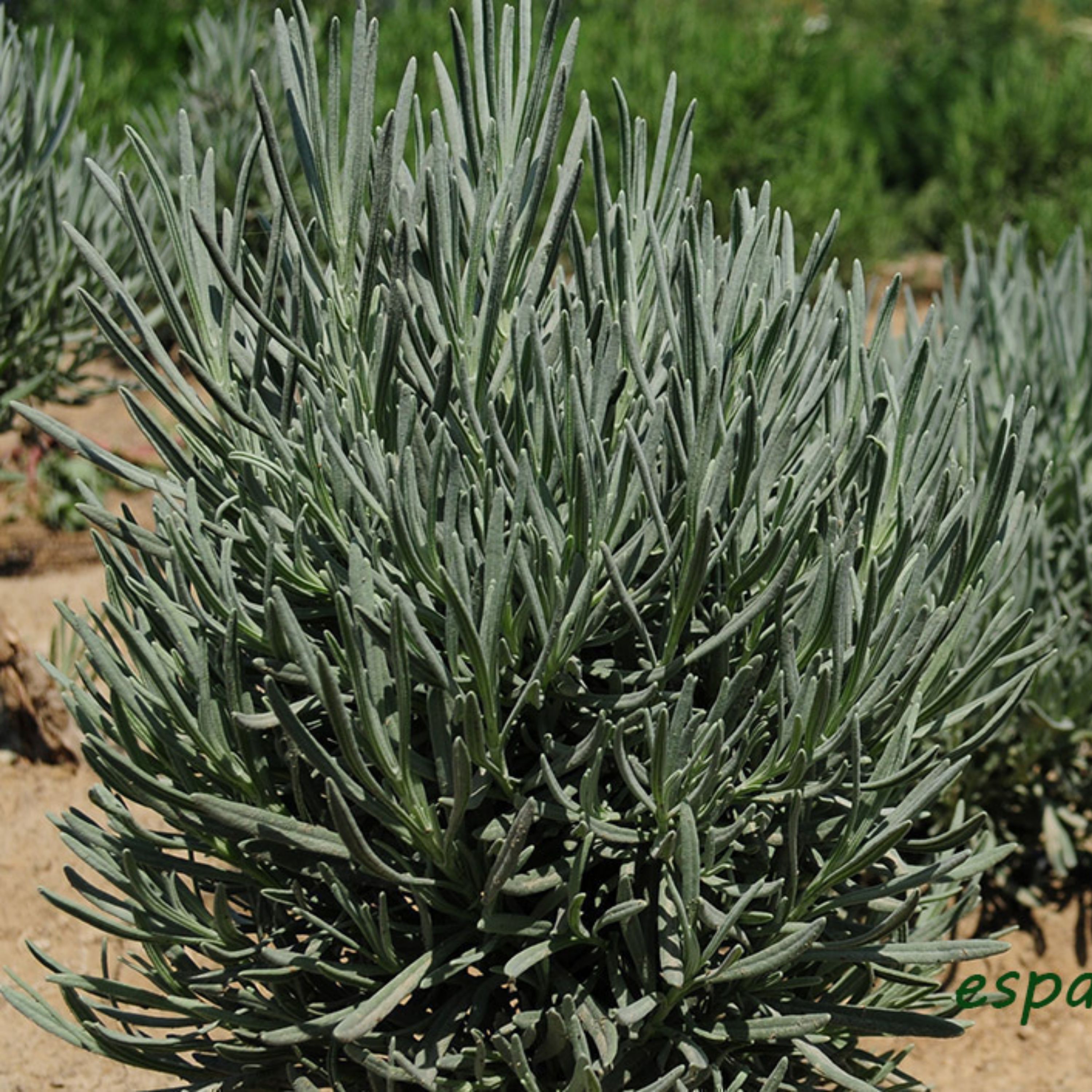 سرشاخه خشک اسطوخودوس (50 گرم)