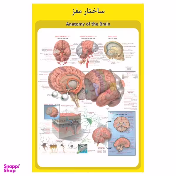 پوستر آموزشی طرح آناتومی مغز انسان