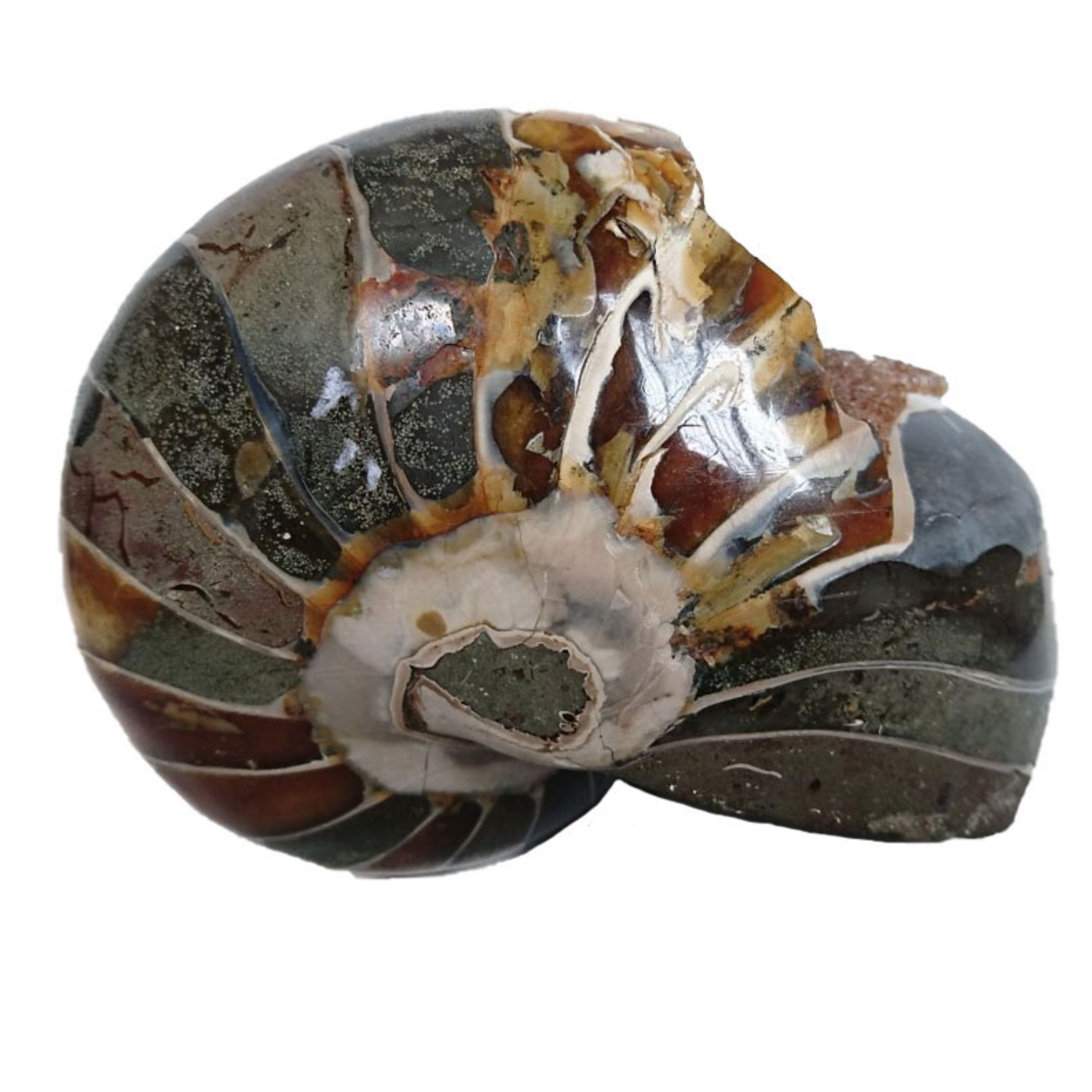 فسیل ناتیلوس آمونیت طبیعی با همرشدی سیترین (Nautilus Ammonite)