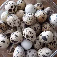 تخم بلدرچین بصورت فله