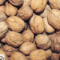 گردو.گردو تازه امسالی