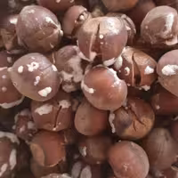 فندق برشته نمک سود درشت و با کیفیته 