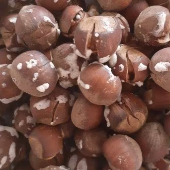 فندق برشته نمک سود درشت و با کیفیته 