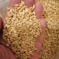 بسته 10کیلویی گندم تمیز محلی 