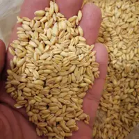 بسته 10کیلویی گندم تمیز محلی 
