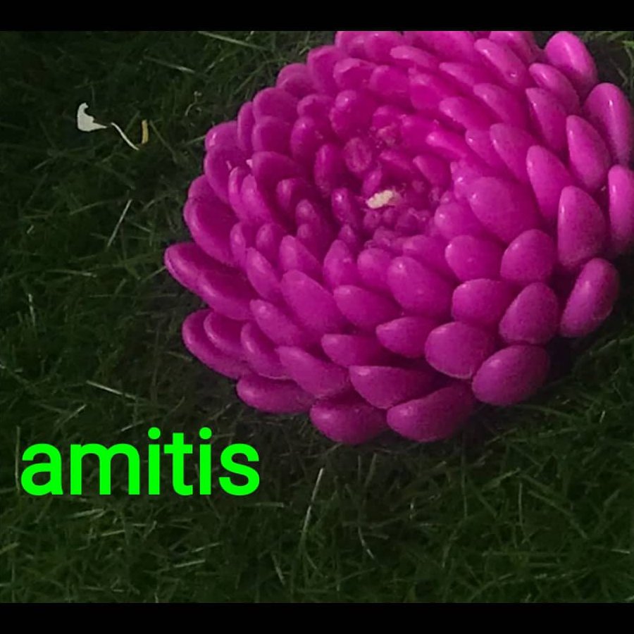 شمع گل داوودی