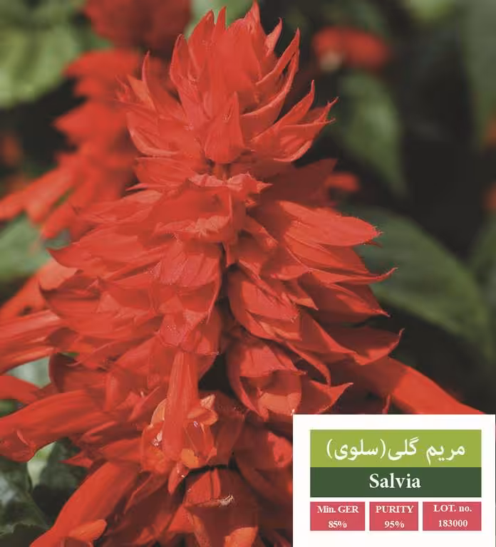 بذر سلوی - بذر طلایی رویان