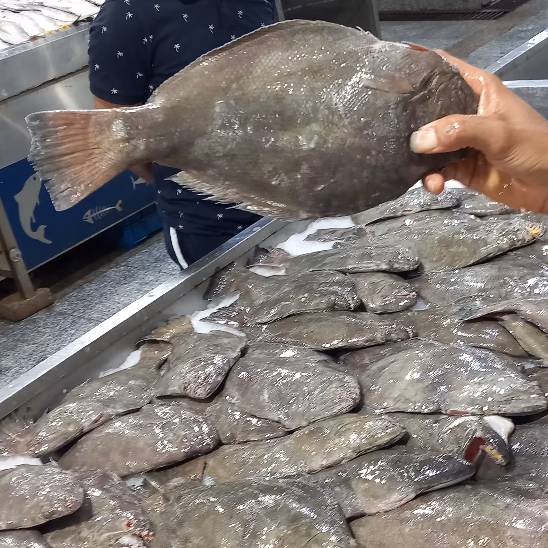 ماهی کفشک، جنوب 