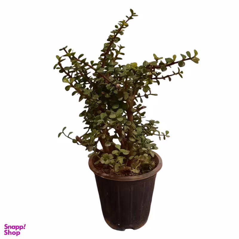 گیاه طبیعی خرفه تنه دار مدل S1