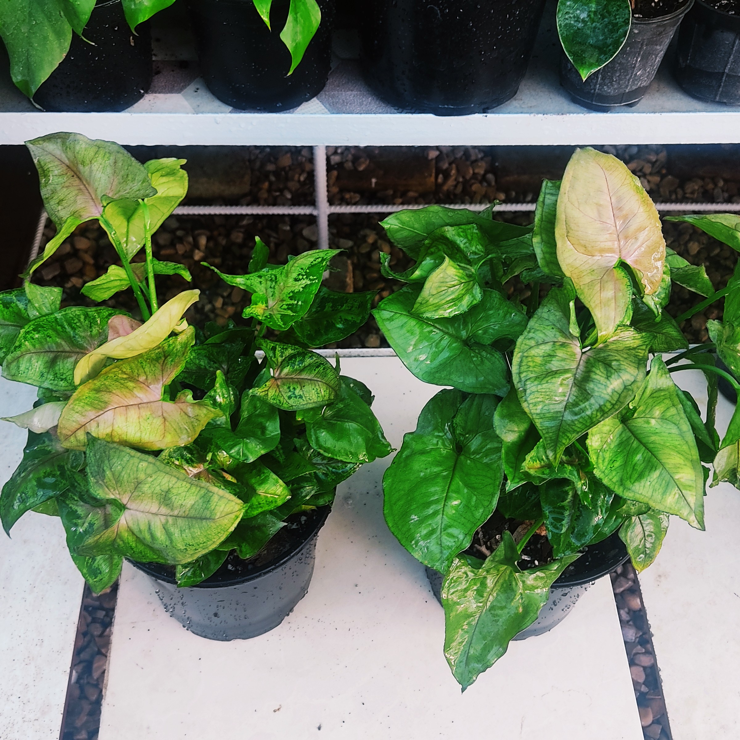 سینگنیوم مسی چند بوته سطل 3 